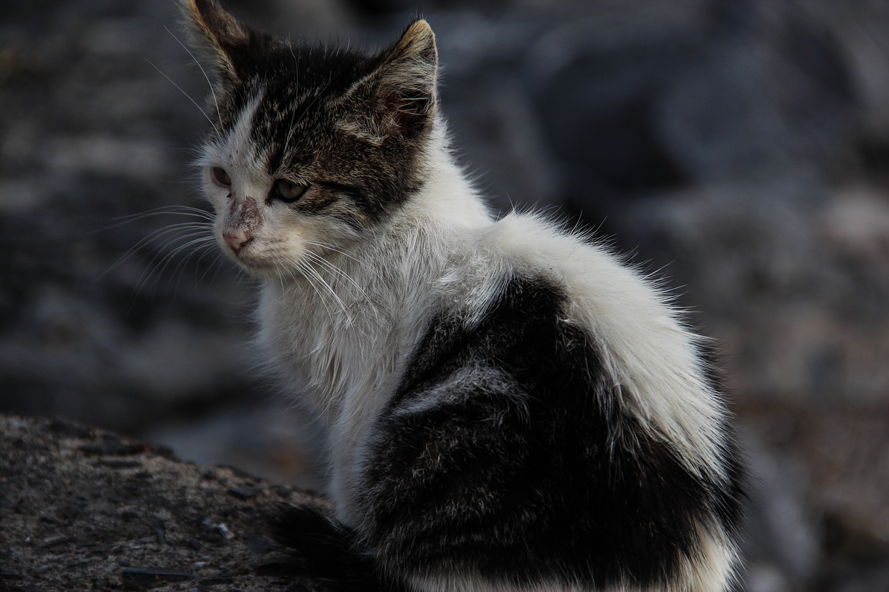 色猫猫最新动态与生活观察