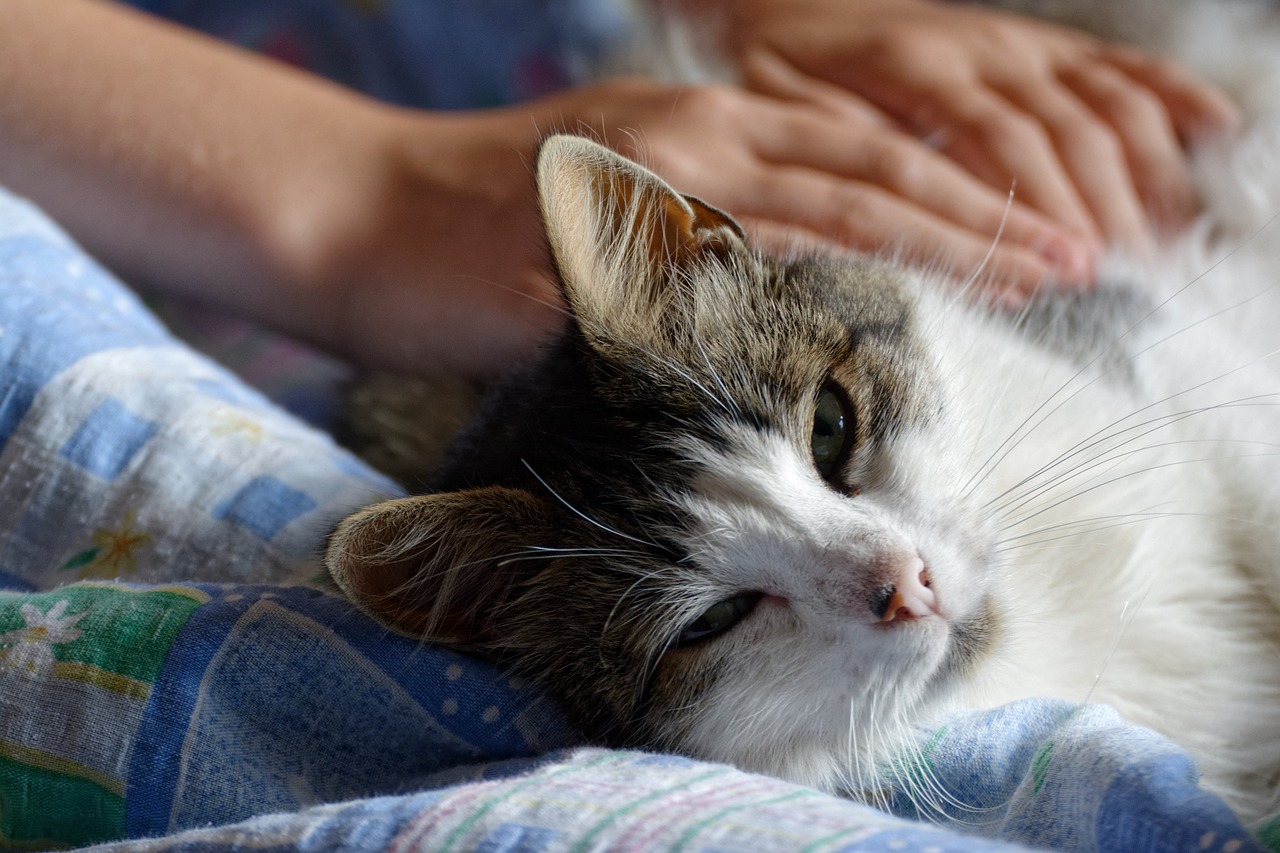 猫咪影最新探索，影视界新宠与潮流趋势