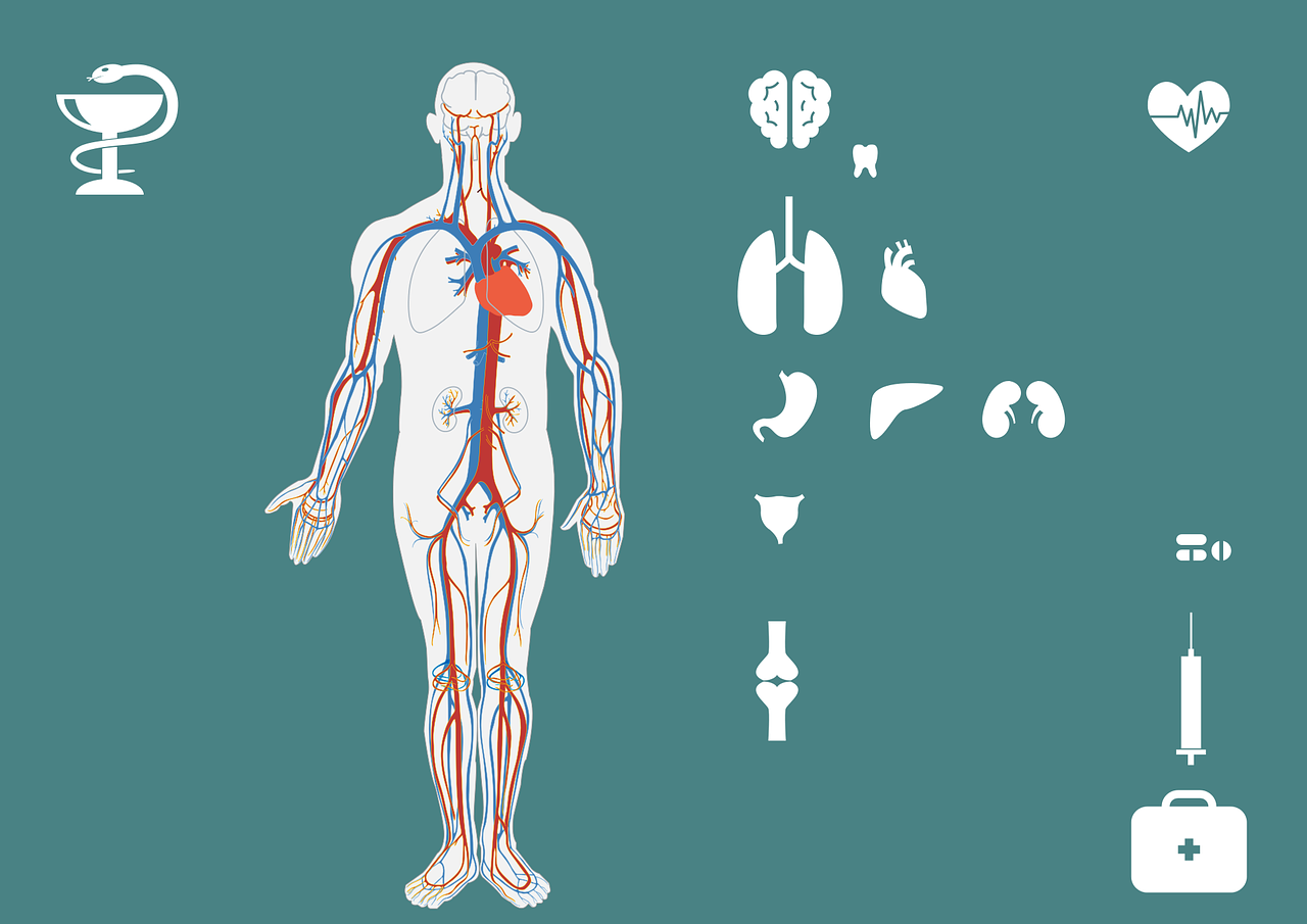 最新肾再生研究，重塑肾脏健康，点亮未来希望之光