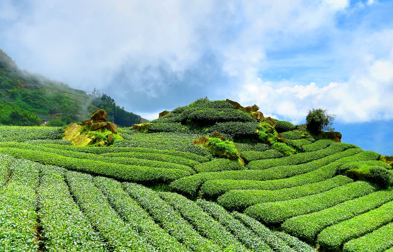 探寻茶叶世界的独特魅力，最新茶嗅资讯速递